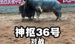 牛牛视频在线观看,畅享在线娱乐新体验