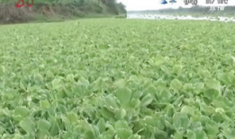 清草视频,探寻自然之美，感受生命律动