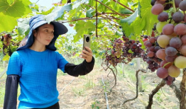 葡萄视频,探索短视频的魅力与未来趋势