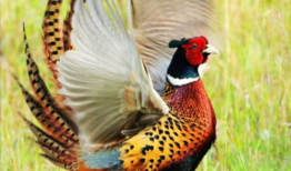 野鸡视频,揭秘野鸡视频背后的真相与影响