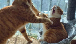 猫咪视频在线观看,猫咪视频在线观看精选集