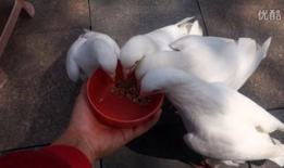 乳汁视频,揭秘乳汁视频中的温馨瞬间