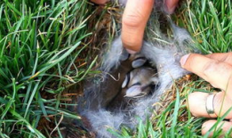 清草视频,探寻自然之美，感受生命律动