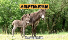 驴子交配视频,自然繁殖的震撼瞬间