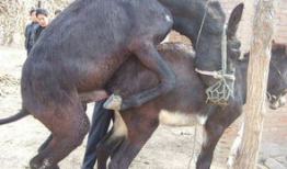 驴子交配视频,自然繁殖的震撼瞬间