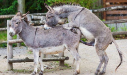 驴子交配视频,自然繁殖的震撼瞬间