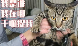 美女与狗交配视频,美女与狗的惊世交配之谜