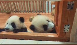 关于大熊猫的视频,国宝的萌态与生态传奇